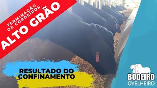 Confinamento de Cordeiros da Raça Santa Inês em Dieta com Alto Grão  Resultado do Confinamento [upl. by Islaen158]