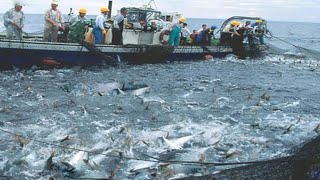 Amazing commercial fishing on the sea Net Fishing Tuna Catch Hundreds Tons Tuna on Boat [upl. by Cosma]