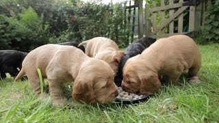 Cocker Spaniel Puppies  5 Weeks Old [upl. by Orford]