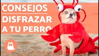 5 consejos para disfrazar un perro en Halloween [upl. by Eibrad]