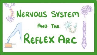 GCSE Biology  Nervous System and Reflex Arc 58 [upl. by Funch]