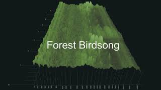 No Copyright Forest Birdsong Sound Effect Woodland AmbienceRelaxingNatureRoyalty FREE [upl. by Sergius]