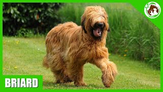 10 Facts About the Briard Dog [upl. by Aicatsan]