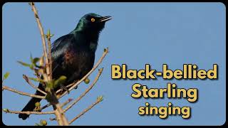 BLACKBELLIED STARLINGS singing [upl. by Quinta]