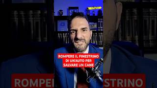 Rompere il vetro di unauto per salvare un cane cosa dice la legge [upl. by Veradia990]