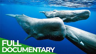 Giants of the Seas  The Mystery of the Sperm Whales  Free Documentary Nature [upl. by Tore]