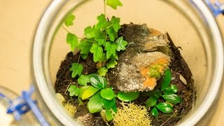 3 Month Update Closed Tropical Terrarium From HTT ep2 [upl. by Uird]