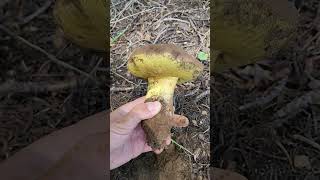 More Butter Bolete Mushroom Awesomeness [upl. by Netsirc]