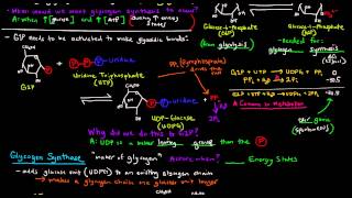 Glycogen Part 2 of 4  Glycogen Synthesis [upl. by Sorrows]