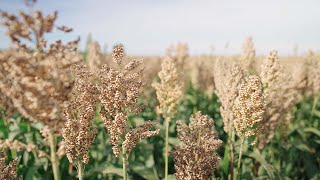 Alternative to silage corn Sorghum with stable yield on dry fields [upl. by Notyal]