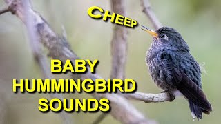 This Baby Hummingbird Sounds So Adorable [upl. by Aihsenod]