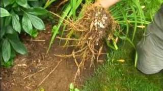 How to Grow Daylilies  Overview of Daylily Root System [upl. by Ahgiela]