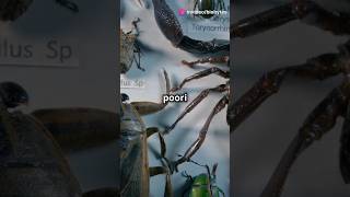 Arthropoda phylum kingdom animals animalia crab insects facts knowmosquitogkbiodiversity [upl. by Aihsenek956]