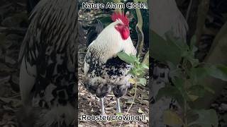 Rooster Crowing II Close Up ＃ The worlds oldest nature alarm clock ＃rooster crowing＃rooster sounds [upl. by Rabi]