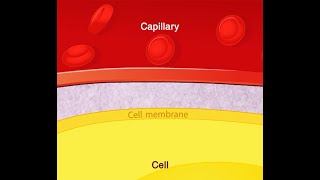 Cell membrane [upl. by Glory]