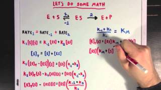 Steady States and the Michaelis Menten Equation [upl. by Rosmunda]