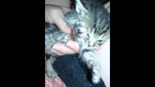 Fading kitten syndrome DAY 2 video 1 [upl. by Nollaf333]