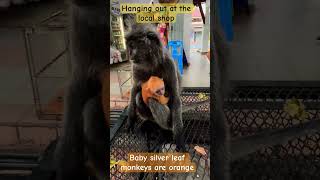 Mum Silvered Leaf Monkey her beautiful orange Bub out at the shop beautifulmother monkey baby [upl. by Nylrebmik178]