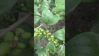 5000 fruits on single plant in my garden gardening plants terracegarden anjrural shortvideo [upl. by Doownil]