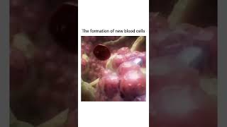 Hematopoiesis Formation of New Blood Cells rbc [upl. by Baalman]