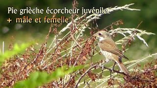 PIE GRIECHE ECORCHEUR mâle juvénile femelle [upl. by Heer]