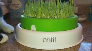 Catit Grass system 💚 [upl. by Dougie]