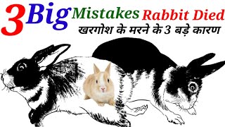 खरगोश के मरने के क्या कारण है What Is The Reason For The Death Of the Rabbit Rabbit Died [upl. by Flieger]