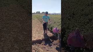 Vegetable root cleaning process along with land cultivation [upl. by Zobkiw]