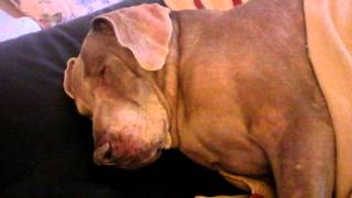 Funny Weimaraner Dog Snoring sounds like a Human [upl. by Sailesh]