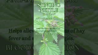 The Stinging Nettle Trick [upl. by Alor57]