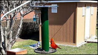 The Ultimate Bird Feeder Build  Look How Easy  You Can Do This Too [upl. by Ilise823]