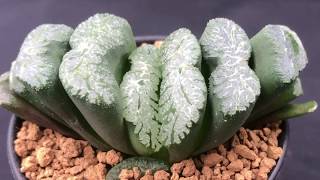 Haworthia truncata Collection  How to grow these succulents and Haworthia varieties [upl. by Fairman]