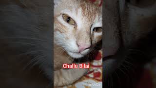 Challu Billai 🐈 animalsshorts shorts catshort [upl. by Nichani]