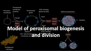 Peroxisomal biogenesis and division [upl. by Rabassa]