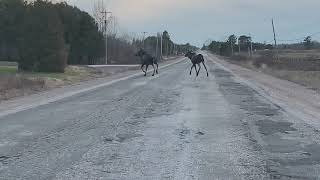 Two Moose on the Road April 27 2019 [upl. by Adnesor]