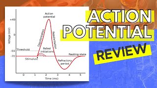 013 A Review of the Action Potential [upl. by Calvinna761]