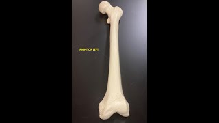 Human Bones Lower Half Dr Denny A Patel DPT CSCS [upl. by Jeana]