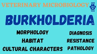 Burkholderia Microbiology  Bacteriology [upl. by Kcirdneh780]