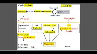 paludisme  le cycle évolutif [upl. by Nywrad]