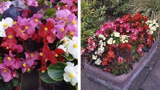 How to Grow Begonia Organdy Summer Garden Guide [upl. by Lontson278]