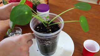 How to Propagate Pilea Peperomioides by Cutting [upl. by Rolyt]