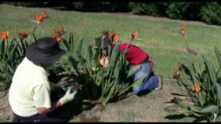 Pruning Strelitzia [upl. by Eylk952]