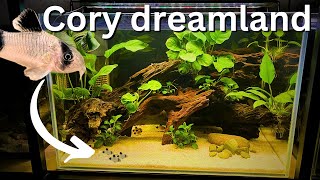 Perfect Beginner Cory Tank Anubias only build for Panda Corydoras [upl. by Akinyt]