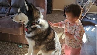 Patient Husky Is A Big Canvas For Baby Sister Find out why [upl. by Laemaj999]