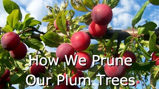 How to Prune Fruit Trees Plums [upl. by Olfe]