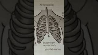 Science  inhalationexhalationscience [upl. by Elnore]