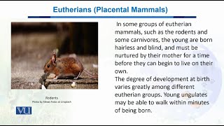 Eutherians Placental Mammals  Biodiversity amp EvolutionII  BT201Topic072 [upl. by Sinnek682]