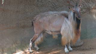 Tadjik Markhor La Zoo [upl. by Aitnyc]