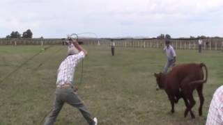 Tranqueras de la Ciudad Pialada de Novillos Azucena 2015 [upl. by Chaney]