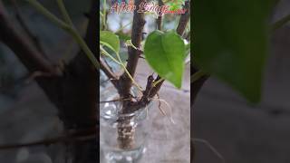 Ficus Benjamina Water Propagation Experiment Results ficusbenjamina ficusbonsai shorts [upl. by Elreath]